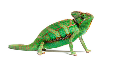 side view of a veiled chameleon, Chamaeleo calyptratus, isolated