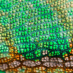 Macro, detail of a veiled chameleon skin and scales, Chamaeleo c © Eric Isselée