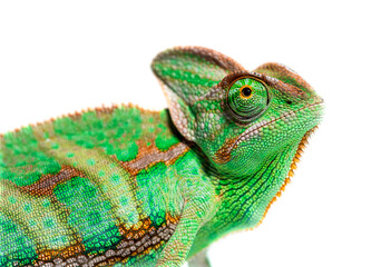 Head shot of a profile veiled chameleon head, Chamaeleo calyptra