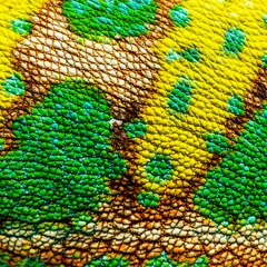 Poster Macro, detail of a veiled chameleon skin and scales, Chamaeleo c © Eric Isselée