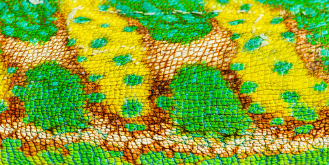Macro, detail of a veiled chameleon skin and scales, Chamaeleo c