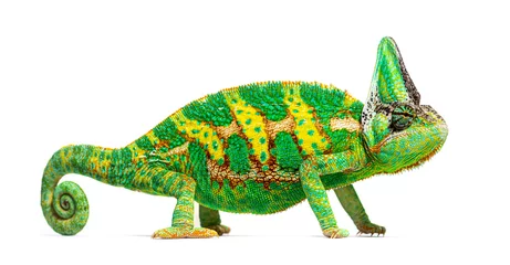 Tafelkleed side view of a veiled chameleon, Chamaeleo calyptratus, isolated © Eric Isselée