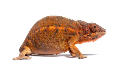 Side view of a Panther chameleon - Furcifer pardalis, isolated o © Eric Isselée