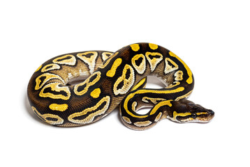 Pastel AVC ball python, Python Regius, isolated on white