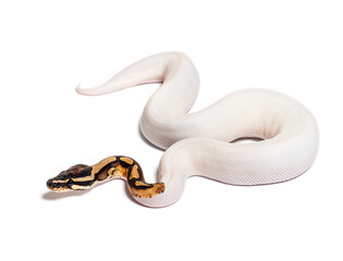 Piebald high white ball python, python regius, isolated on white