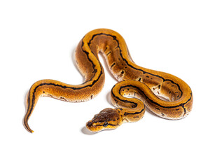 Pinstripe ball python, python regius, isolated on white