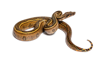Black stripe boa constrictor, isolated on white