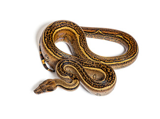 Black stripe boa constrictor, isolated on white