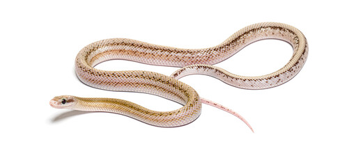 Platinum Beauty rat snake, orthriophis taeniura taeniura, isolat