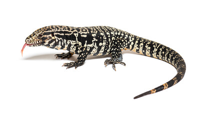 Profile view of Argentine black and white tegu sniffing with its