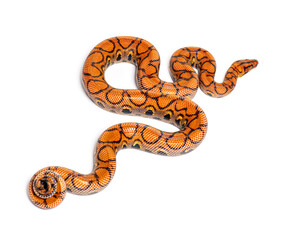Back view of a Rainbow boa, Epicrates cenchria, isolated on whit