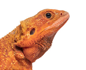 Head shot of a pogona super extrem red super transparent, isolat