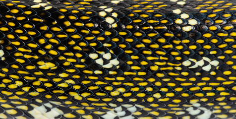 Close-up on Diamond python scales, snake, Morelia spilota spilot