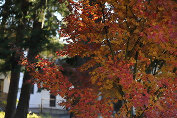 秋の日本の公園を彩るモミジの赤や黄色の葉