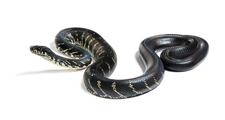 Boelen's python, Simalia boeleni, isolated on white