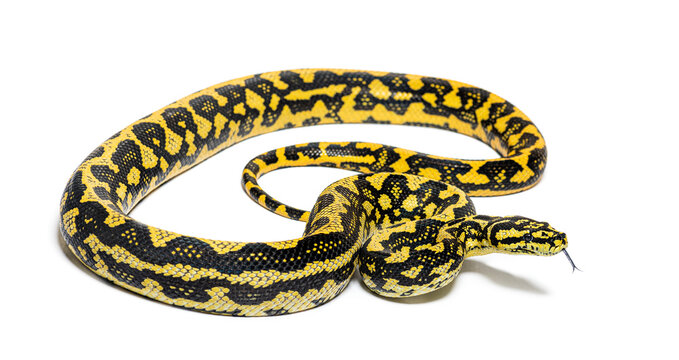 Jungle carpet python, Morelia spilota cheynei, sniffing with its