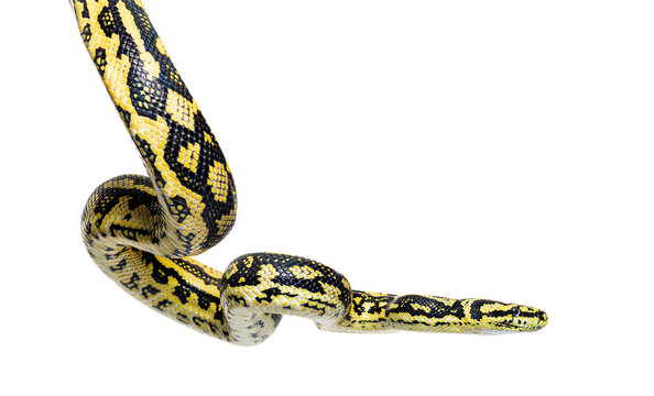 Snake hanging in the air, Jungle carpet python, Morelia spilota