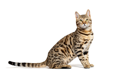 profile of a Bengal cat sitting and looking at the camera