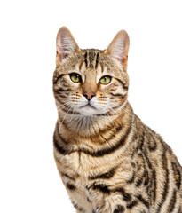 Bengal cat looking at the camera, isolated on white