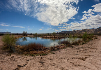 Fototapeta na wymiar Pond in the Middle of a Desert