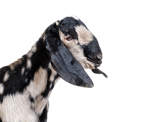 Head shot of an anglo-Nubian goat or Nubian - Capra hircus - iso