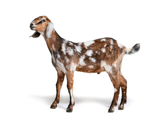 Side view of a Anglo-Nubian goat or Nubian, isolated on white