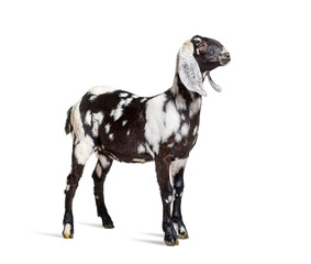 Side view of a Anglo-Nubian goat or Nubian, isolated on white