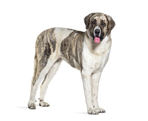 Side view of a Transmontano Mastiff dog, looking a the camera, isolated on white