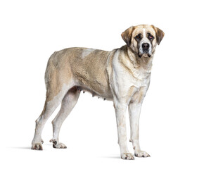 profile view of a Transmontano Mastiff, isolated on white