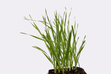 Green grass grows from the ground on a white background, isolate. Young greens sprout .