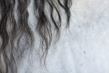Close-up on a Lusitano horse coat and mane