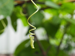 sprout line plant in blur leaves background