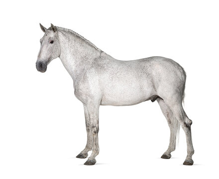 White lusitano horse standing in front, side view  isolated on w