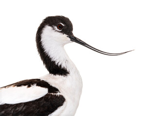 Pied avocet, Recurvirostra avosetta,  black and white wader, stilt family, isolated on white
