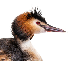 Great crested grebe, Podiceps cristatus, isolated on white