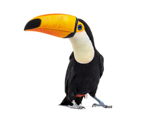 Toucan toco, Ramphastos toco, isolated on white