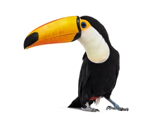Peel and stick wall murals Toucan Toucan toco, Ramphastos toco, isolated on white
