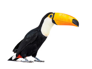 Toucan toco, Ramphastos toco, isolated on white