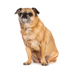 Sitting old and ugly pug looking up, isolated on white