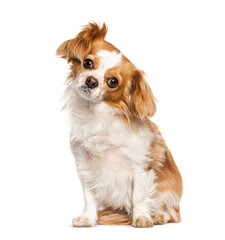 crossbreed with cavalier King Charles and unkwon breed, isolated