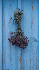 Bouquet of common oregano, tied in a bunch, dried down with lilac flowers, on a wooden background with blue paint cracked in the sun. Origanum vulgare, preparation of medicinal herbs. Selective focus