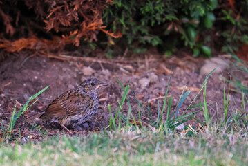 The Dunnock 