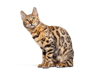 Bengal cat looking up with curiosity, isolated on white