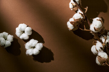 Fluffy dried cotton flowers on brown background.