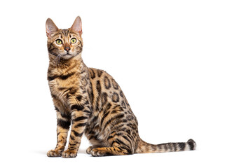 Side view of a Bengal cat sit, isolated on white