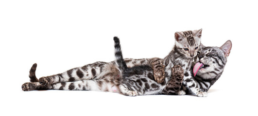 Mother Bengal cat cuddling her kitten, isolated on white