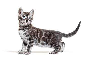 side view of a blue eyed Bengal cat kitten, isolated on white