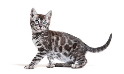 side view of a blue eyed Bengal cat kitten, isolated on white