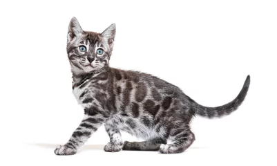 Foto op Plexiglas side view of a blue eyed Bengal cat kitten, isolated on white © Eric Isselée