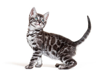 Fototapeta na wymiar Side view of a Silver bengal cat kitten looking up, isolated